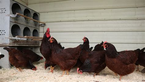 Rhode Island Reds North Star Poultry