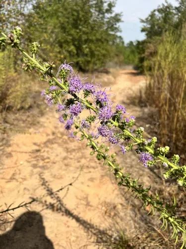 Best Hikes and Trails in Bastrop State Park | AllTrails