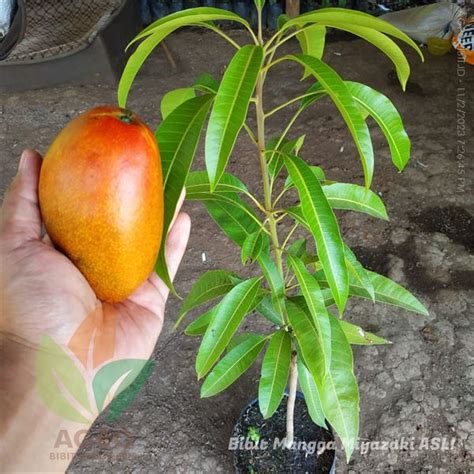 Jual Bibit Mangga Miyazaki Asal Jepang Agro Bibit ID