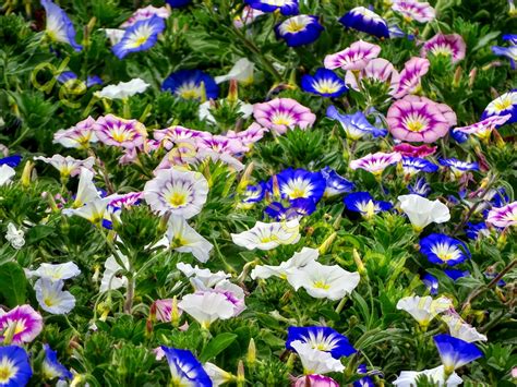 Convolvulus Niedrige Trichterwinde Bunter Mix 50 Samen Kaufen