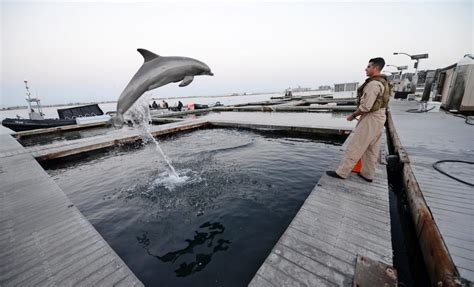 Russia Dolphins Protect The Russian Base Of Sevastopol In Annexed Crimea