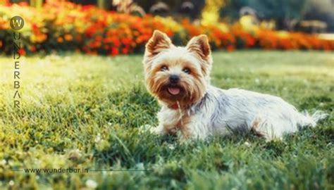 YORKSHIRE TERRIER WESEN CHARAKTER UND HALTUNG