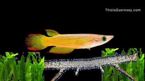 Lampeye Killifish Breeding And Eggs Things You Should Know