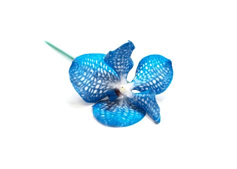 Blue Orchid Flower Free Photo On Pixabay Pixabay