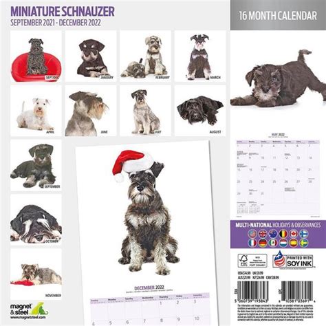 Miniature Schnauzer Kalender Bol