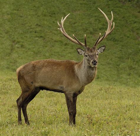 Jelení Zvěř Jelen Lesní Cervus Elaphus Photo Gallery Milan