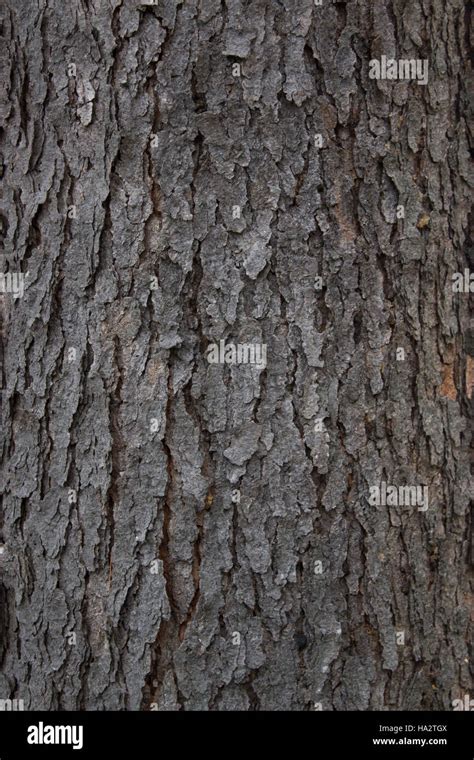 Black Cherry Tree Bark Texture Stock Photo - Alamy