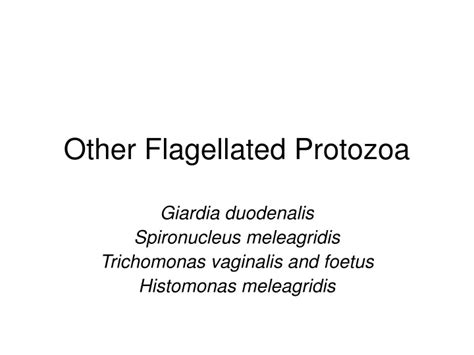 PPT - Other Flagellated Protozoa PowerPoint Presentation, free download ...