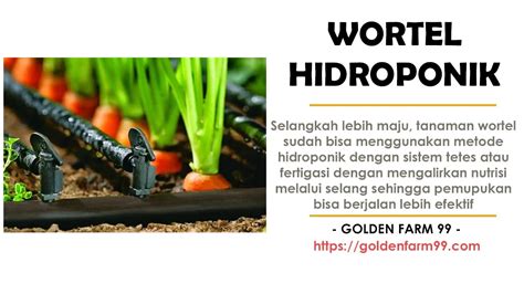 Cara mudah budidaya tanaman wortel dengan sistem hidroponik – Golden ...