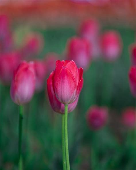 Close-Up Photography of White Tulip · Free Stock Photo