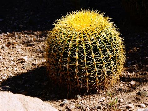 How Much Direct Sunlight Does A Golden Barrel Cactus Need Cactusway