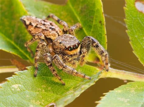 All 21 Types Of Spiders Identification Guide With Pictures Facts