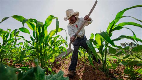 Alertan sobre desabasto de frijol por sequía en estados del norte del país