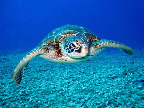 How Long Do Sea Turtles Live