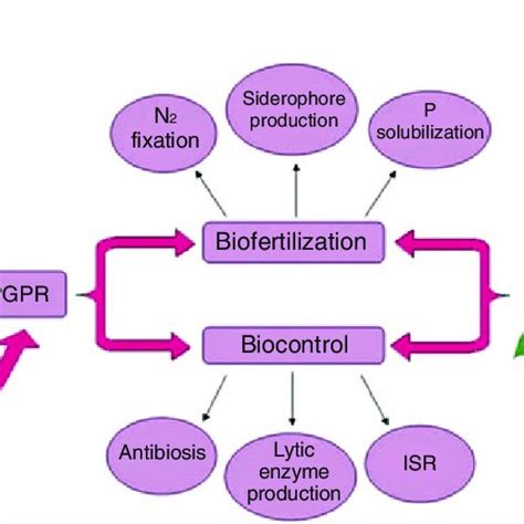 3 Schematic Illustration Of Mechanisms Known For Plant Growth Promotion