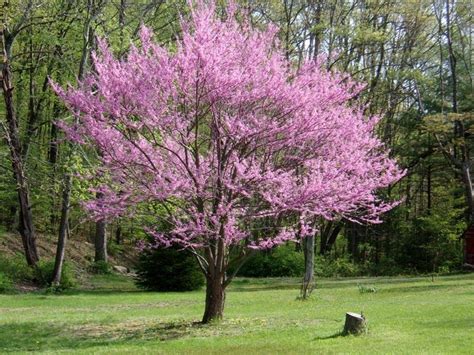 Eastern Redbud Cercis Canadensis Var Canadensis Appalachian Red