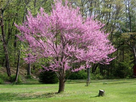 Eastern Redbud Cercis Canadensis Appalachian Red