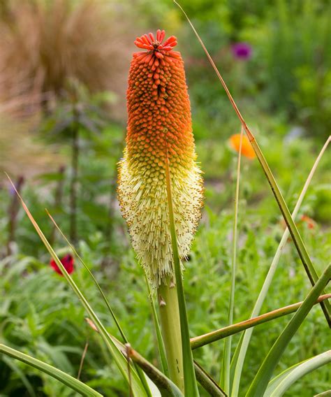 Red hot poker varieties: 16 types for sizzling summer color | Gardeningetc