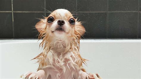 Why Do Dogs Go Crazy After A Bath