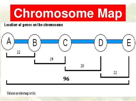 Chromosome Map