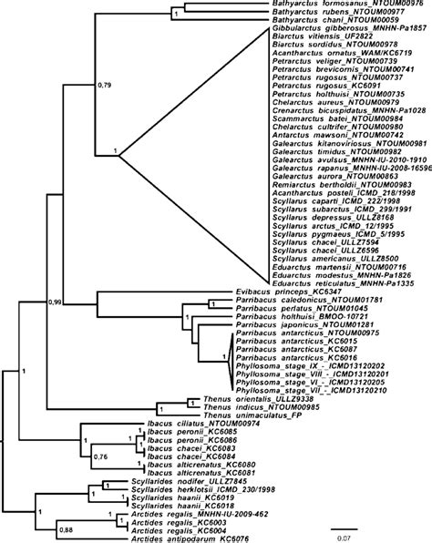 Bayesian Phylogenetic Tree Estimated From The Combined Coi 16s Sequence