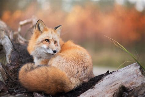 Enchanting Portraits Of A Red Fox Fubiz Media