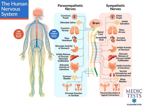 Cns And Pns Venn Diagram Nervous System Pns Cns Central Peri