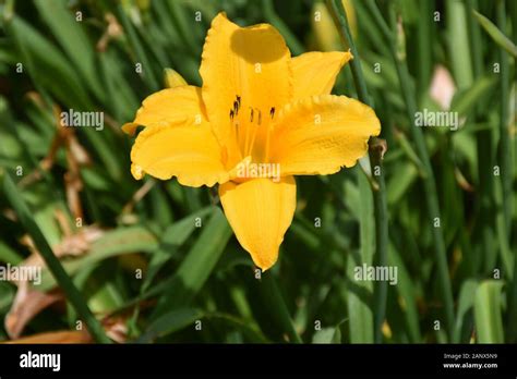 Garden With A Blooming Stella Doro Daylily Flowering Stock Photo Alamy