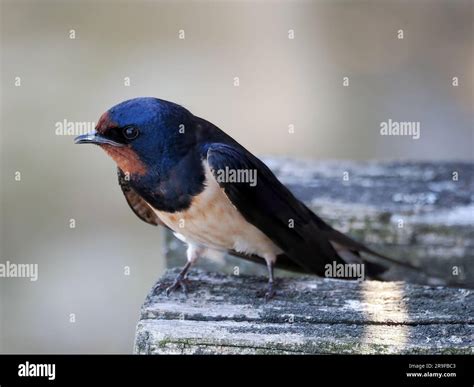 Hirondelle Rustique Hi Res Stock Photography And Images Alamy