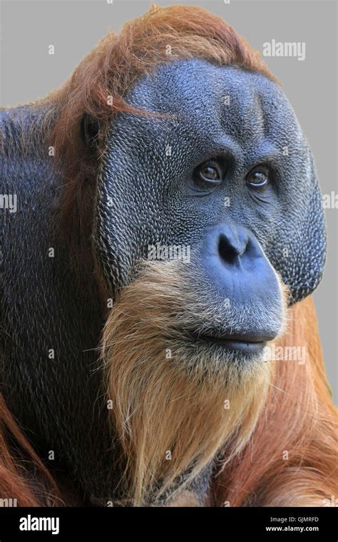 Monkey Eyes Stock Photos & Monkey Eyes Stock Images - Alamy