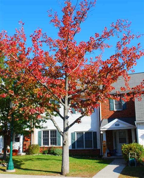 American Sweetgum | Garden View Landscape, Nursery & Pools