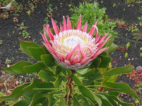 As Proteas PlantaSonya O Seu Blog Sobre Cultivo De Plantas E Flores