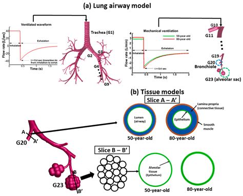 Quantification Of AgeRelated Lung Tissue Mechanics Under Mechanical