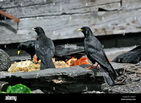 Chough bird hi-res stock photography and images - Alamy