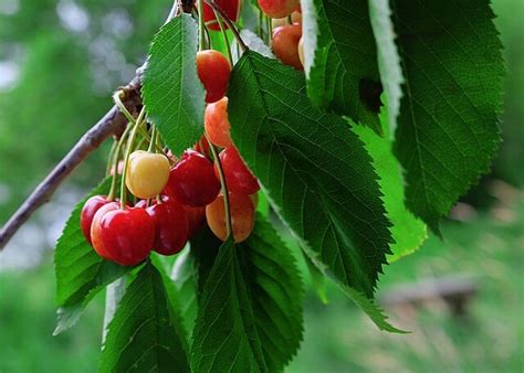 Wild Cherry Tree A Native American Necessity Eat The Planet