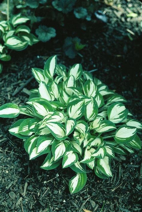 Learn about Hosta 'Pandora's Box' | H. Hansen/Shady Oaks 98 | Perennial Encyclopedia