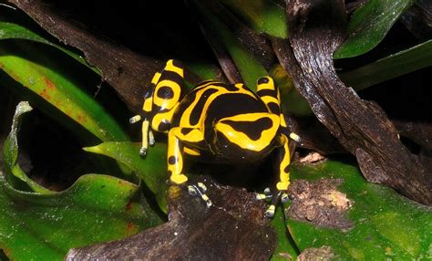 My Bumble Bee Dart Frog Pets Gallery