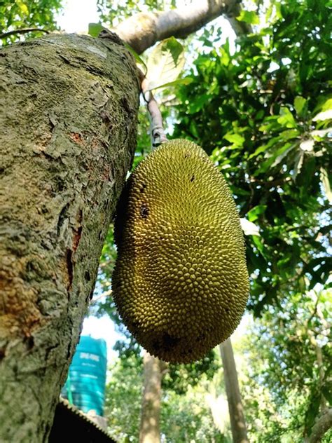 Buah Nangka Pohon Foto Gratis Di Pixabay Pixabay