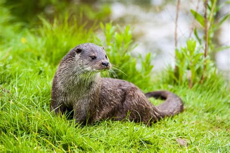 The Incredible Wildlife on the Isle of Skye - A-Z Animals