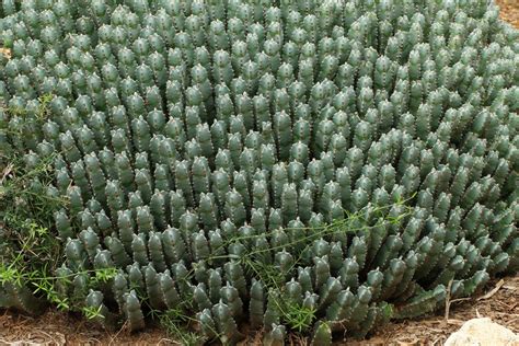 Resin Spurge (Euphorbia resinifera)