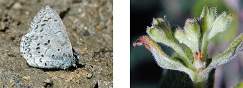 Butterfly Species List Rocky Mountain National Park Us National