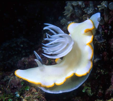 Nudibranch Picture