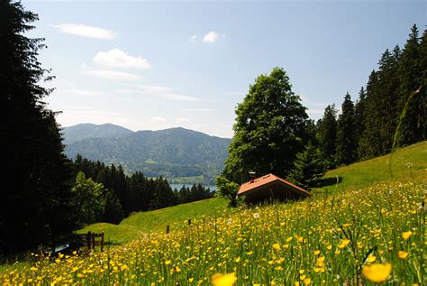 Schöne Almwiesen im Frühsommer Fotos hikr org