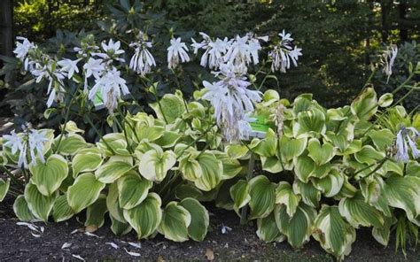 Zielono Zakr Ceni Funkia Hosta Fragrant Bouquet