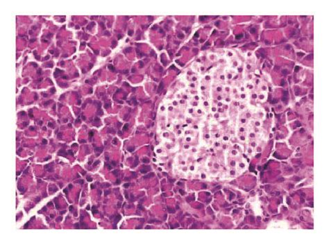 Photomicrographs Of Pancreas Sections In Each Group Normal Pancreatic Download Scientific