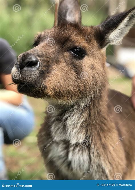 Kangaroo Smiling at the Camera Outdoor Australia Stock Image - Image of ...