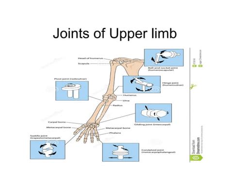 Joints of-upper-limb | PPT