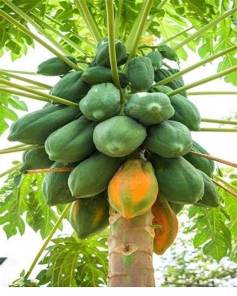 Buy Papaya Plant Online At Lowest Price Bulk Quantity Greenium