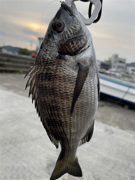 休日のあれこれ近所で釣り エソ シマイサキ チヌ ヨコスジイチモチ Npo法人あおい糸