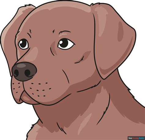 How To Draw A Labrador Retriever Head And Face Really Easy Drawing